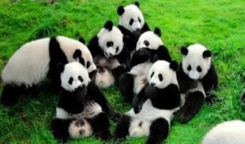 Complete Family Travel Guide to Chengdu: Top Recommendations and Helpful Insights